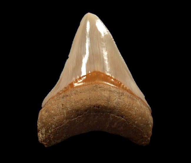 The Story Behind Megalodon Teeth in Florida—From Ocean Giants to Fossil Finds