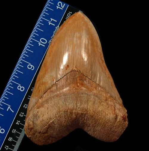 What Collectors Value Most in Florida Megalodon Teeth: Size, Shape, or Rarity