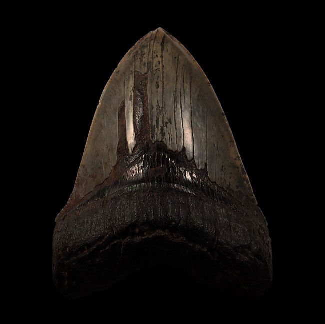 Discovering Megalodon Teeth on Florida Shores: A Guide to Identification, Preservation, and Rarity