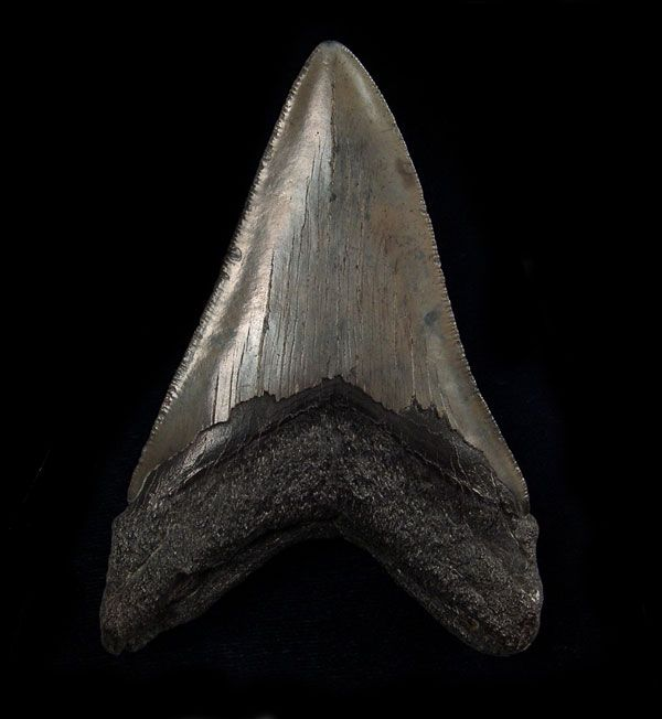 What it’s like to find a huge megalodon tooth in Florida