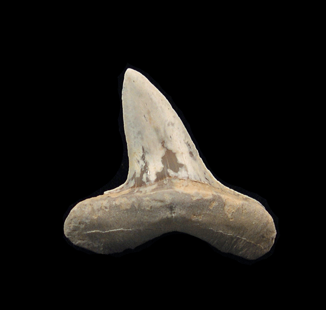 How Kansas Shark Teeth Are Classified by Collectors and Paleontologists?