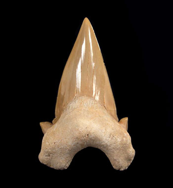 What Makes Otodus Megalodon Teeth Unique Among Fossils?