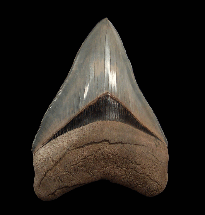 Looking for Otodus Megalodon Teeth? Start With Lee Creek Finds