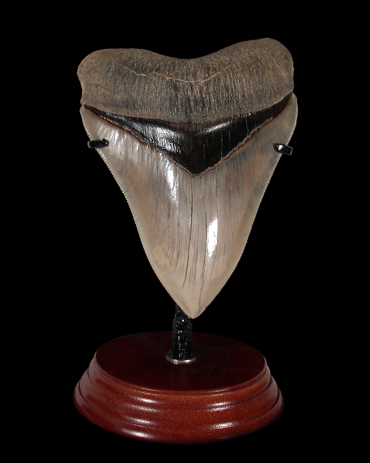 Buying Megalodon Teeth Online? Sharktooth Hill Fossils Are the Real Deal