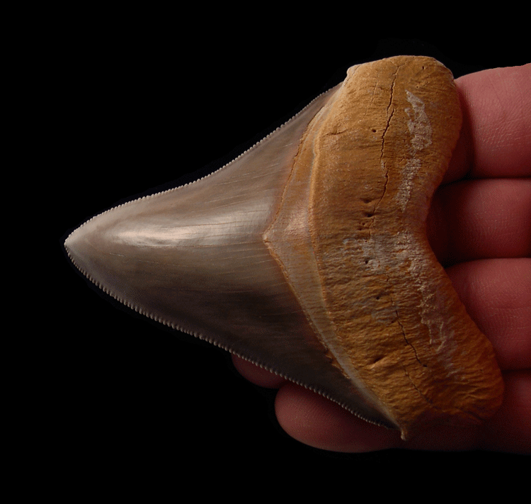 The Economics of Collecting Carcharocles Megalodon Teeth—Supply, Rarity, and Demand