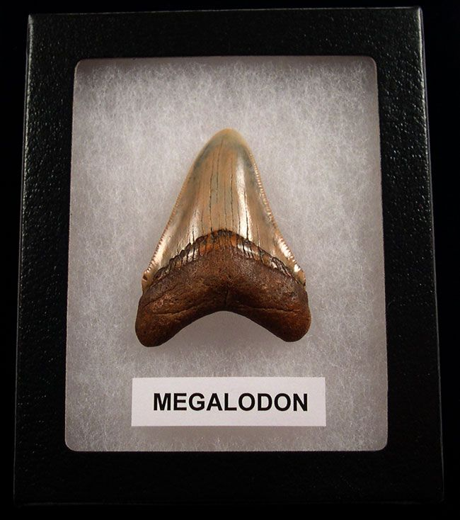 Why ‘My First Megalodon’ Is the Perfect Starter Fossil For New Collectors?