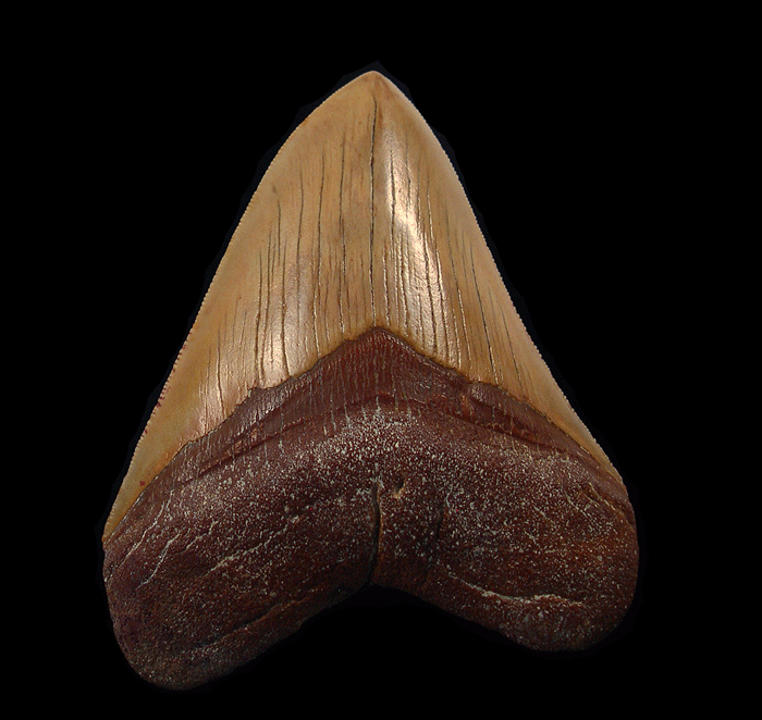 Carcharocles megalodon and the Legacy of Ancient Oceans