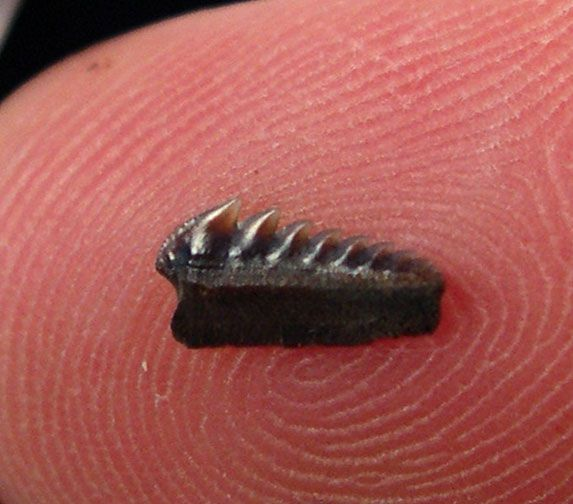 What Makes UK Megalodon Teeth Distinct from Other Localities