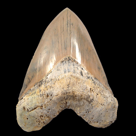 Why Size and Condition Define the Value of a 7-Inch Megalodon Tooth