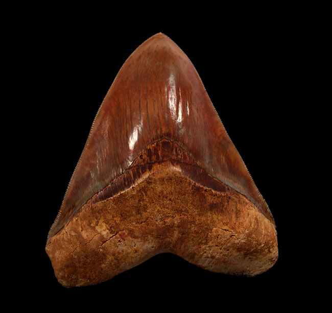 How the Youngest Megalodon Tooth Inspires Modern Collections