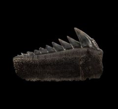 Why Are Peruvian Fossil Shark Teeth So Sought After by Collectors?