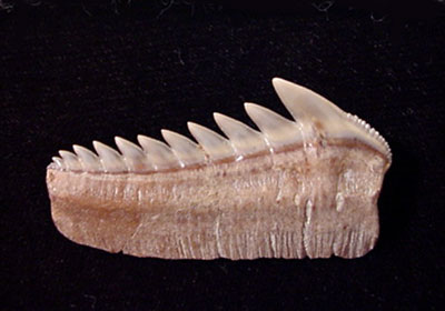 Shop Rare Hexanchus Fossil Teeth – Museum-Grade Quality from Chile’s Caldera Basin