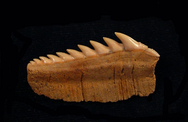 Rare Cow Shark Tooth for Sale – Verified Fossils from Renowned Dig Sites