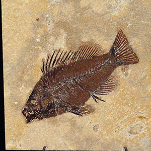 What Secrets Do Green River Fish Fossils Still Hold About Ancient Ecosystems?
