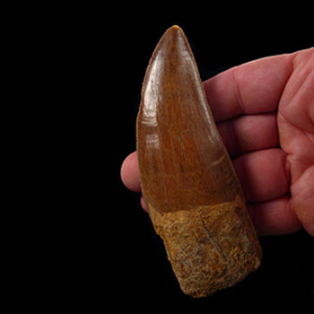 Why are authentic dinosaur bones for sale increasingly rare worldwide