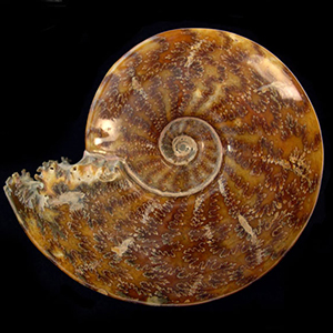 Where ammonite fossils are found and why collectors value them worldwide