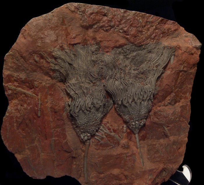 What makes Moroccan crinoid fossils for sale truly museum-quality pieces