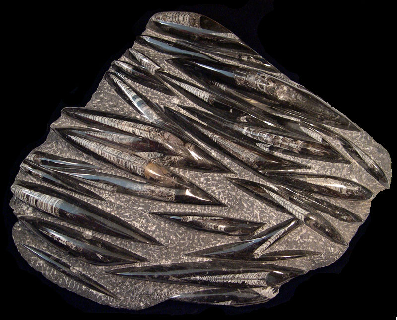 Where collectors choose orthoceras fossils for sale with polished perfection