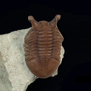 Why Trilobite Fossils Make The Perfect Gift For Fossil Enthusiasts