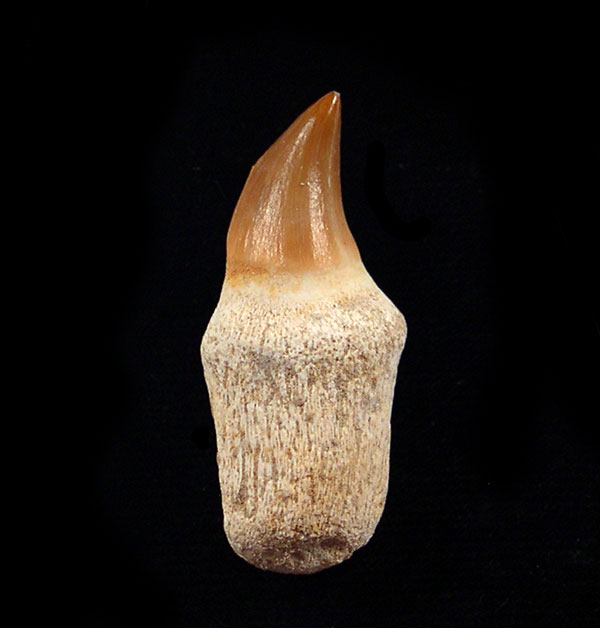 Why Mosasaur Teeth Are Among The Most Collected Fossils In The World
