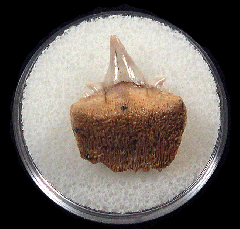 Why Sharktooth Hill Is One of the World’s Richest Fossil Beds