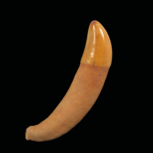 How Rare Are Dolphin Teeth Fossils Compared to Other Marine Finds