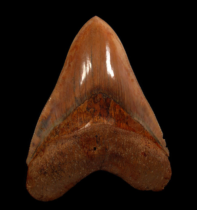 Why Indonesian Megalodon Teeth Are Some of the Most Colorful Fossils Found