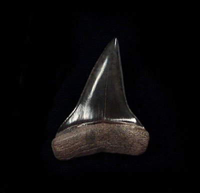 Bet You Didn’t Know These 8 Amazing Facts About Shark Teeth!