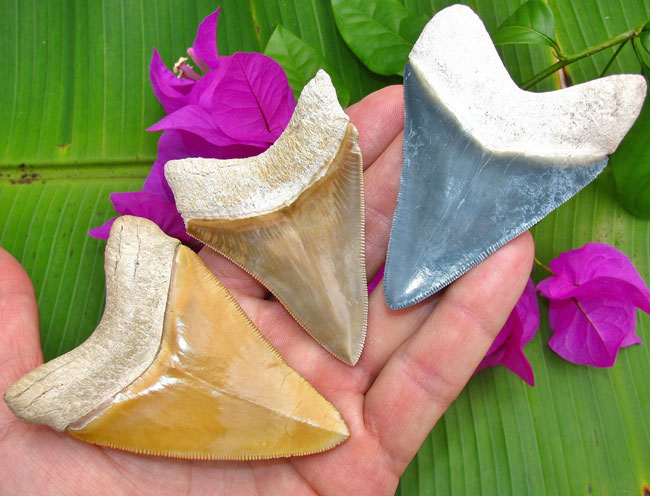 Why Are Fossilized Shark Teeth Colored?