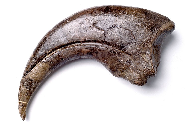 Debunking Popular Dinosaur Myths