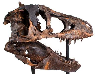 3 Most Amazing Dinosaur Fossils Ever Found