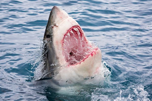 Things You Should Know About Great White Shark Teeth