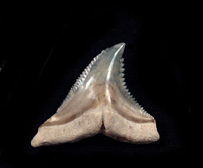 Some Interesting Facts About The Snaggletooth Shark You Need to Know
