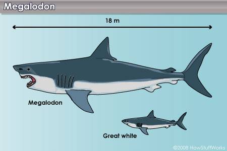 megalodon shark vs great white shark jaws