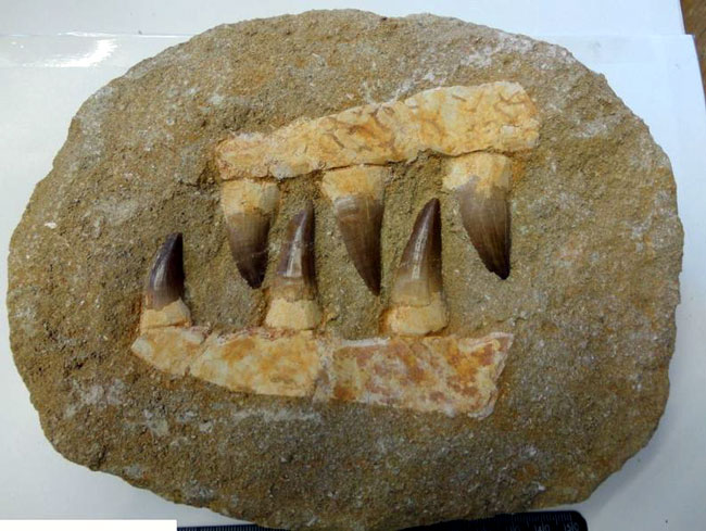 Is That Fossil Fake? Points To Look Before You Purchase it!
