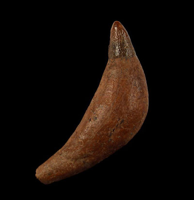 OSB-3--Sperm-whale