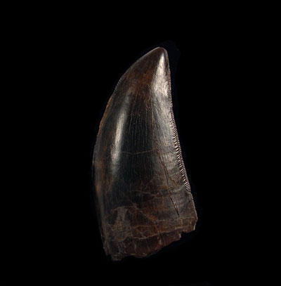 T. rex Fossil