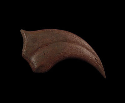 5 Most Popular And Important Fossil Discoveries Of All Time
