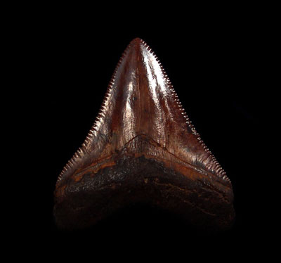 North Carolina Megalodon Tooth