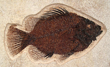 green river fish