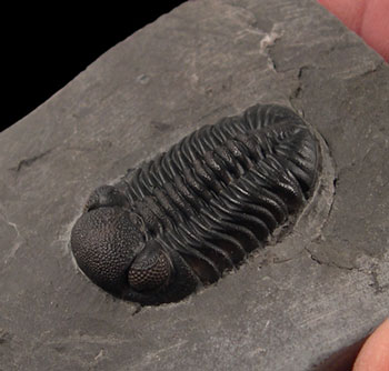 Things That You Might Not Have Known About Trilobites