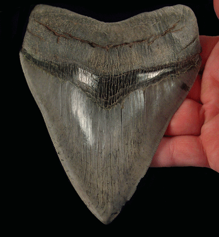 Megalodon Tooth Hunting: The Thrill of Chasing the Titan
