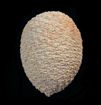 large pine cones