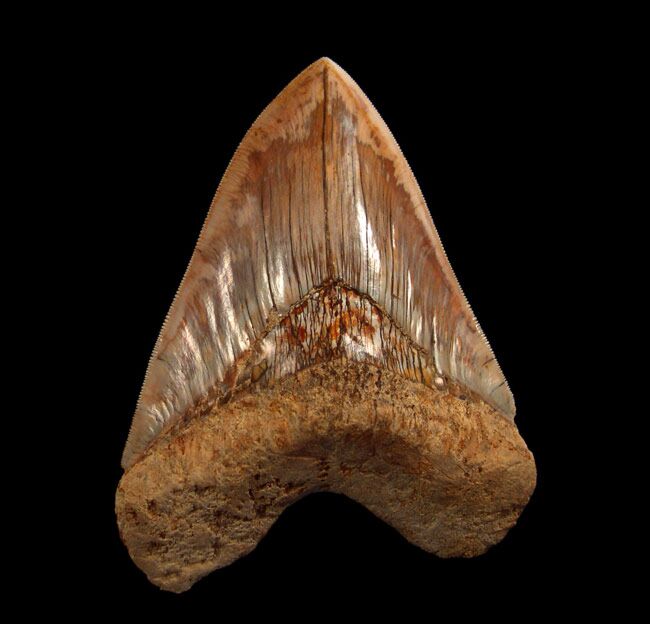 4 Great Places to Find and Discover Fossilized Megalodon Teeth