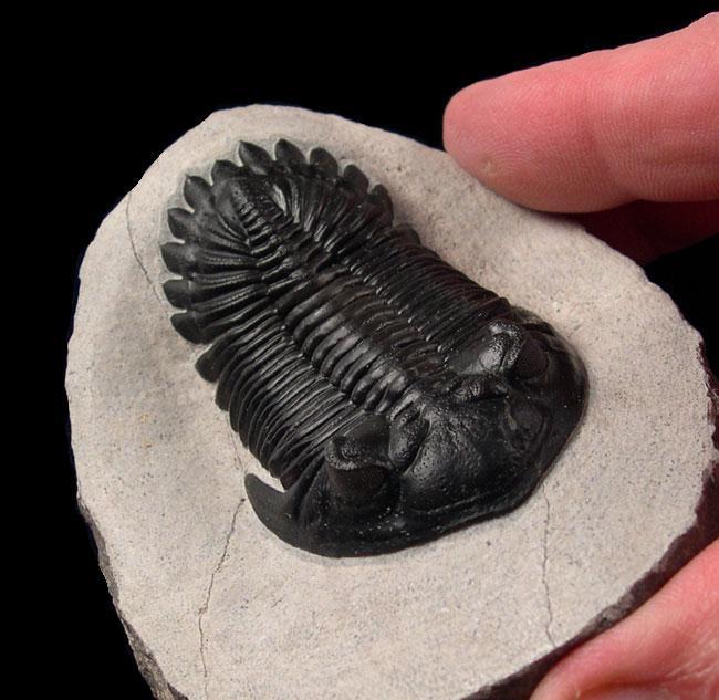 Are Trilobites Common Or Rare Fossils?