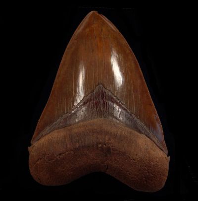 Copper-Red Megalodon Tooth Found in North Carolina: What Makes It Unique?