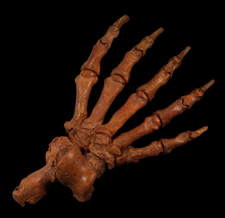 Cave bear fossils