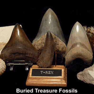 How To Purchase Genuine Fossils Online?