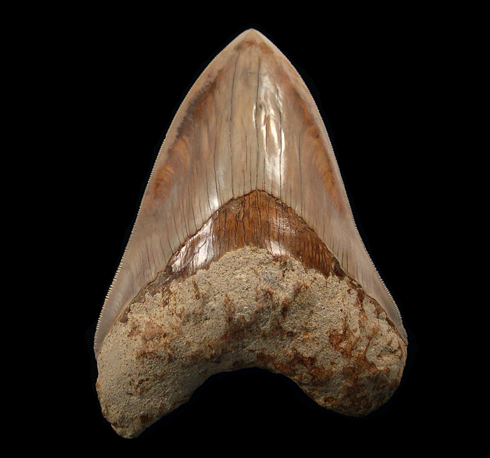 Embarking on the Journey to Acquire a Megalodon Tooth: An Affair with
