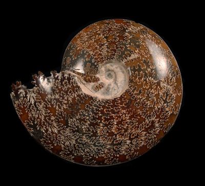 What Makes Madagascar Ammonites So Special? A Look at Their Unique Features